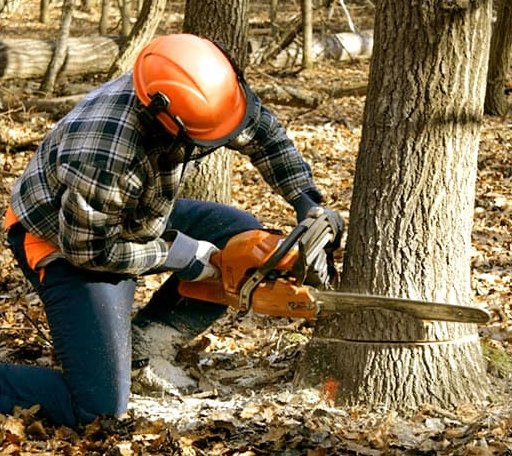 Tree Removal in Ashford, WA